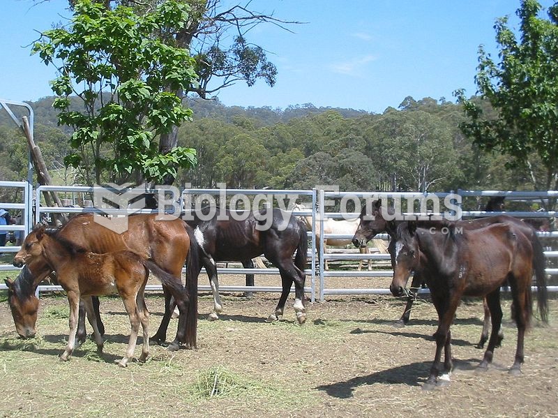 Brumbies awaiting their sale and new homes.