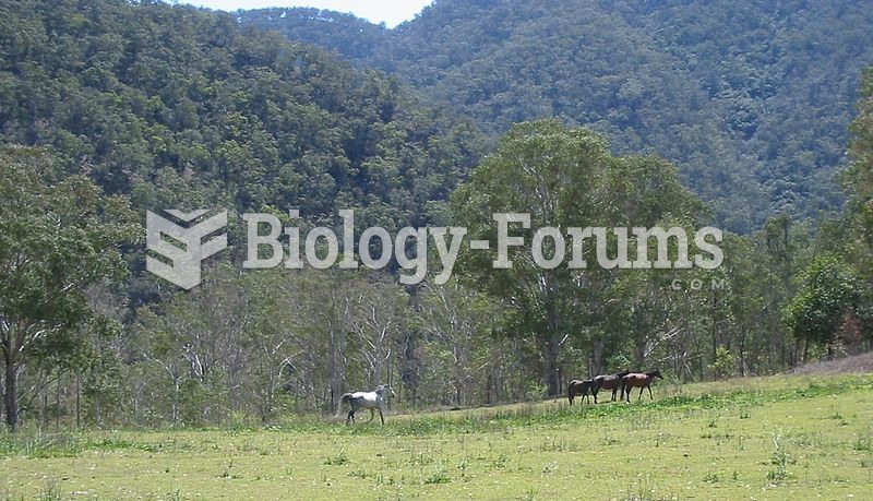 Brumbies on the Chandler River, Oxley Wild Rivers National Park.