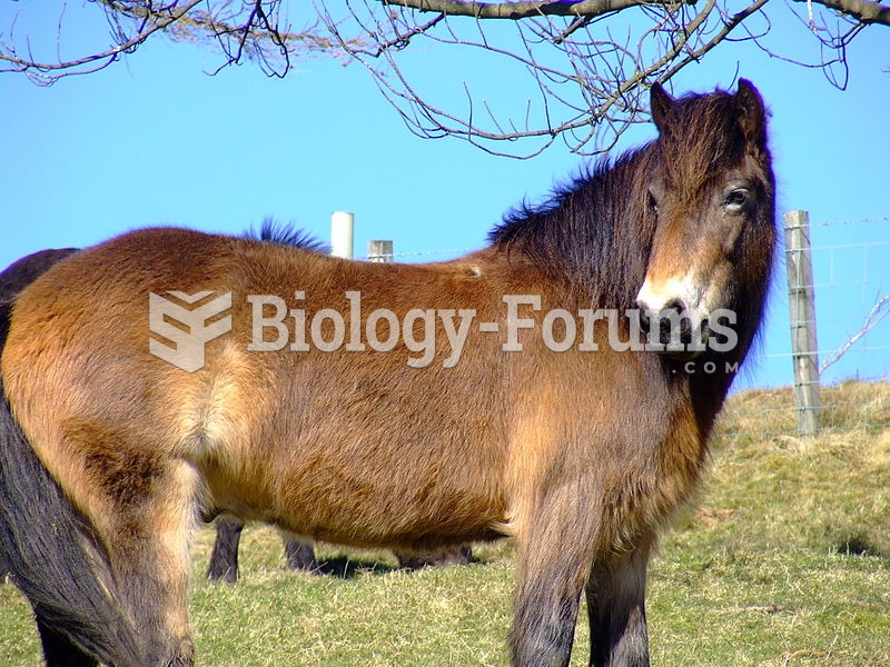 Feral horse in the Pentland Hills, Scotland
