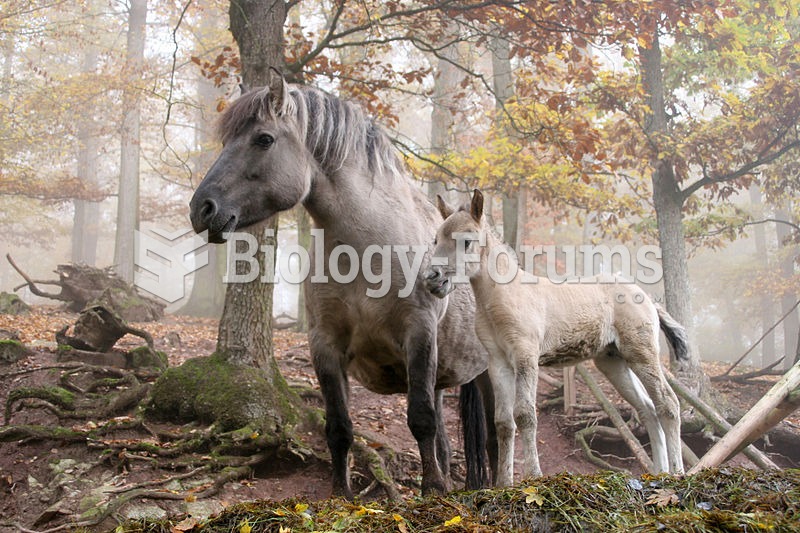 Feral horses in Erlebnispark Tripsdrill, near Cleebronn