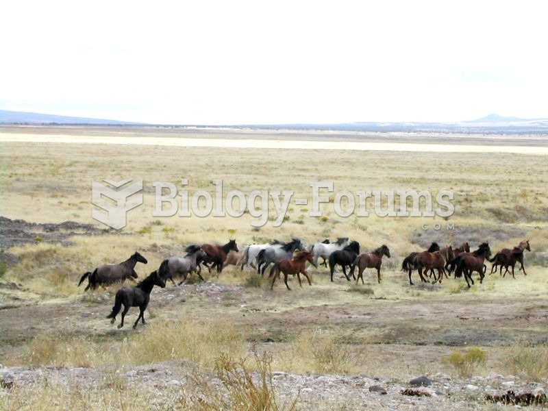 Free-roaming mustangs (Utah, 2005)