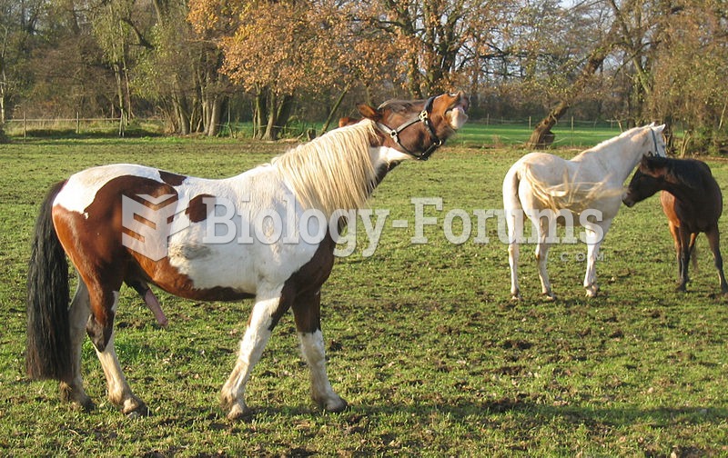 A stallion exhibiting the characteristics of a Flehmen response