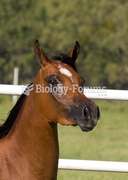 One ear forward and one ear back, corresponding to where horse is looking with each eye, usually ind