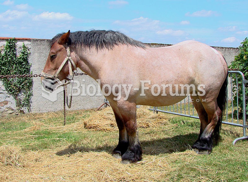 A draft horse sleeping while standing up