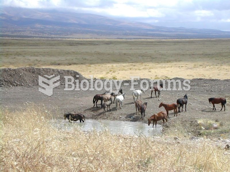 A feral horse herd in the western United States