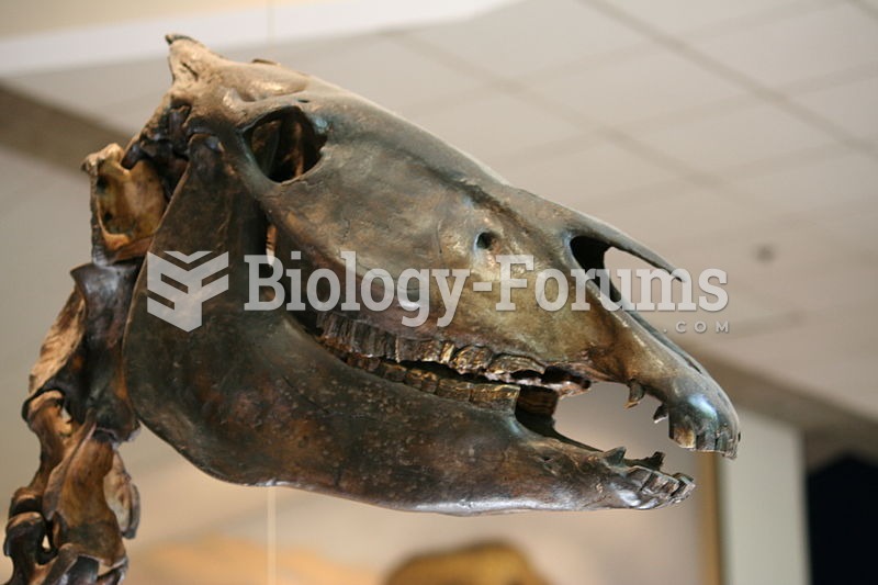 Mounted fossil of Equus occidentalis from the La Brea Tar Pits