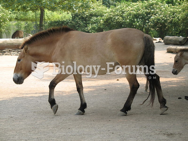 Przewalski's Horse, the only remaining type of "wild" horse that has never been domes