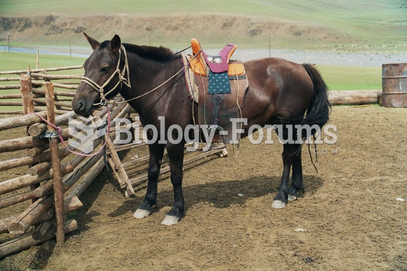 Mongol Horse