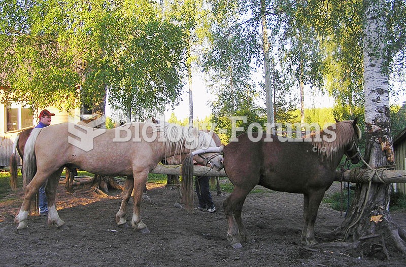 Stallion checking a mare in estrus. The mare welcomes the stallion by lowering her rear and lifting 