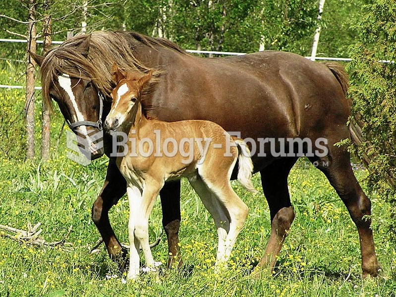 A foal with its mother, or dam