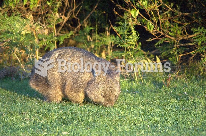 Wombat in Narawntapu National Park, Tasmania