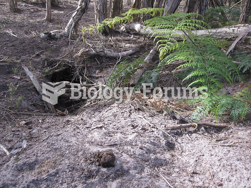 Wombat burrow and scat, Narawntapu National Park, Tasmania