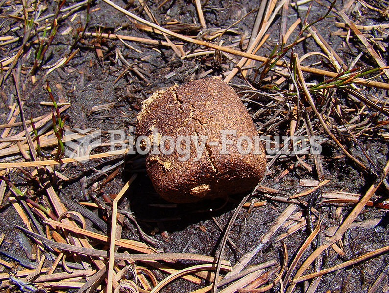 Wombat scat, found near Cradle Mountain in Tasmania