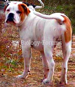 Alapaha Blue Blood Bulldog