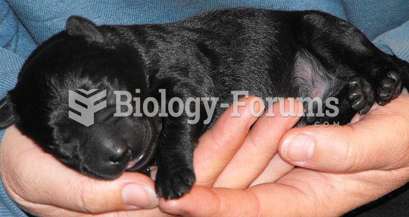 A black first-generation Labrador/Poodle cross puppy (informally referred to as a Labradoodle) only 