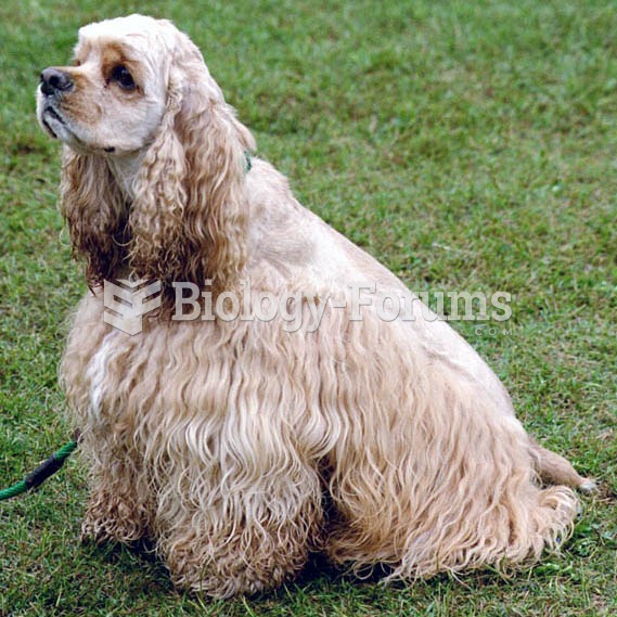 American Cocker Spaniel