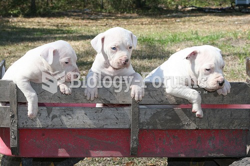 Antebellum Bulldog Puppies