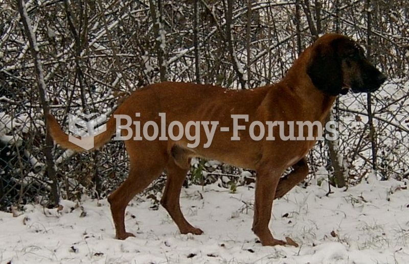 Bavarian Mountain Hound