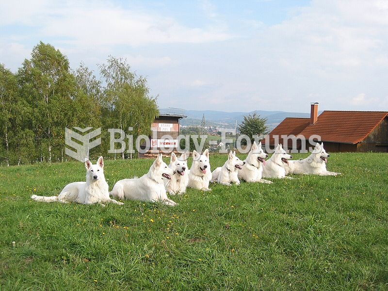 Berger Blanc Suisse