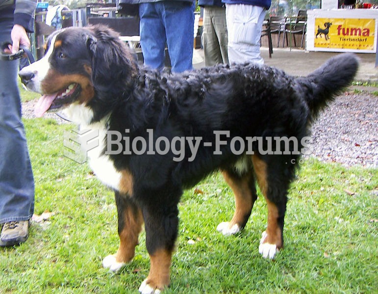 Bernese Mountain Dog