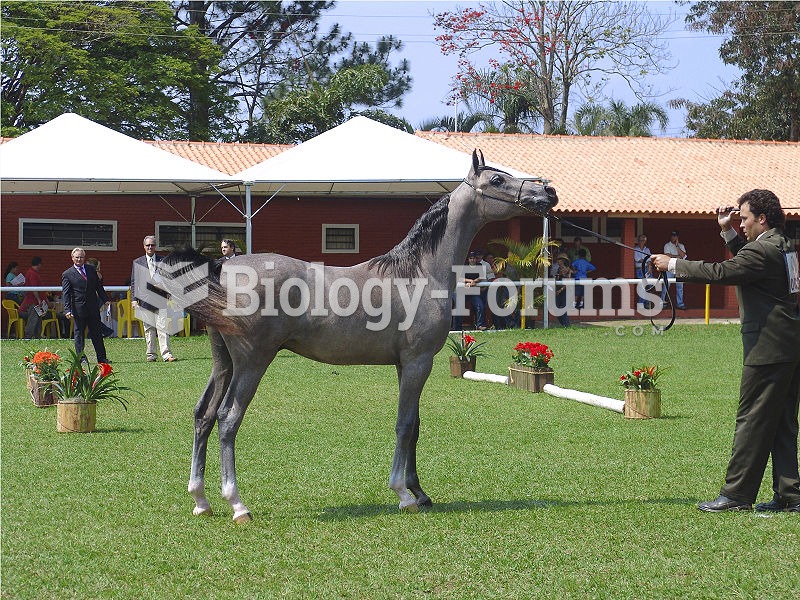 Horses too young to be ridden are trained to accept a halter, taught basic skills, manners, and beco