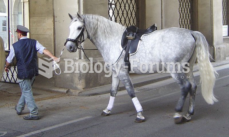 A young Lipizzan at the Spanish Riding School in training equipment, wearing saddle, bridle and long