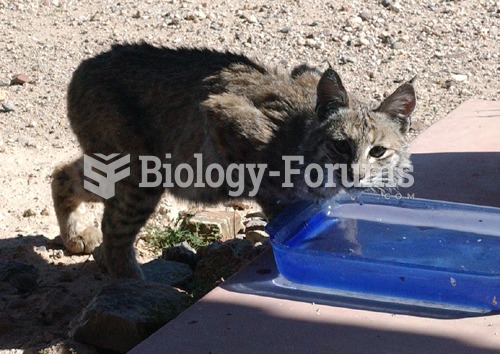 A Bobcat finds water in Tucson, AZ.