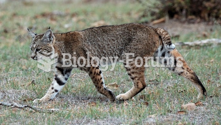 A Bobcat on the Calero Creek Trail, in San Jose, California.