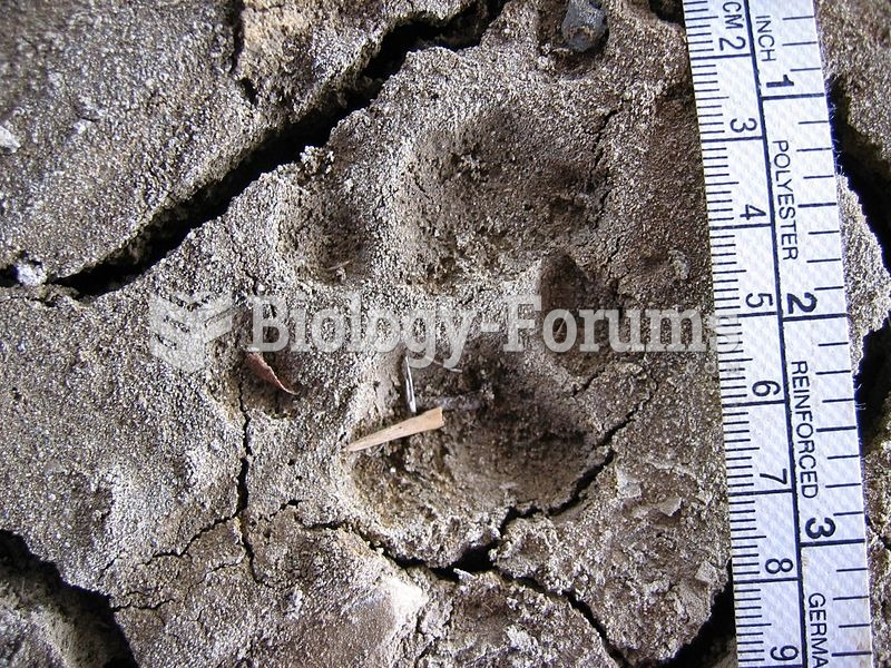 Bobcat tracks in mud.