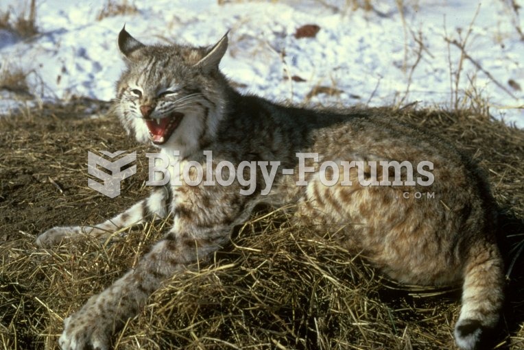 The bobcat population has seen declines in the American Midwest, but is generally stable and healthy