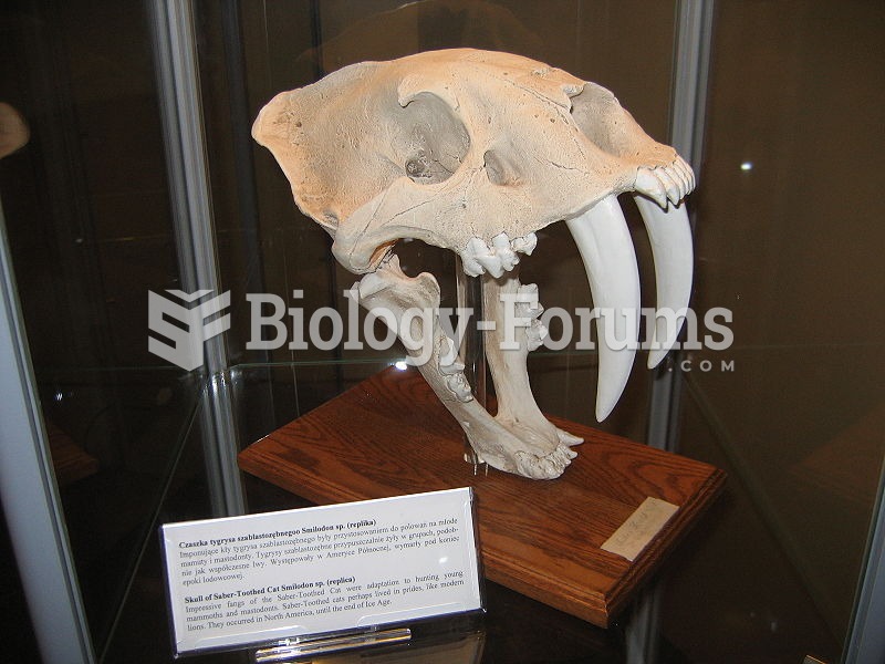 Skull of the machairodontine Smilodon (Reconstruction)