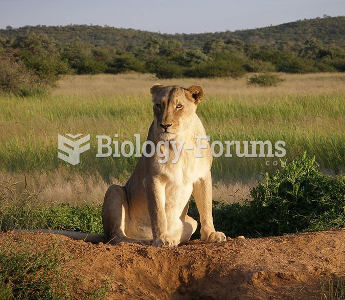 Female (lioness)