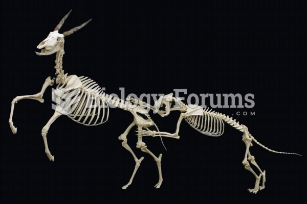 A skeletal mount of an African Lion attacking a Common Eland on display at The Museum of Osteology, 