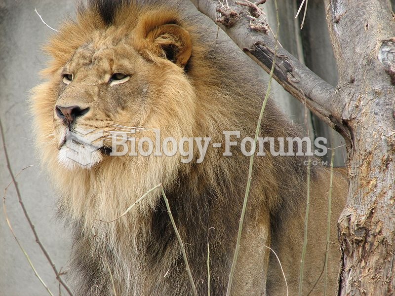 During confrontations with others, the mane makes the lion look larger.