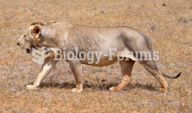 A maneless male lion, who also has little body hair - from Tsavo East National Park, Kenya