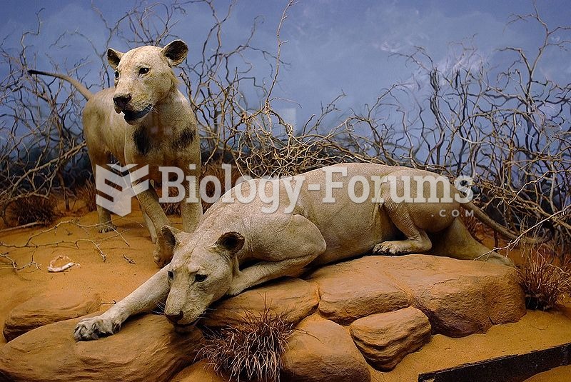 The Tsavo Man-Eaters on display in the Field Museum of Natural History in Chicago, Illinois.