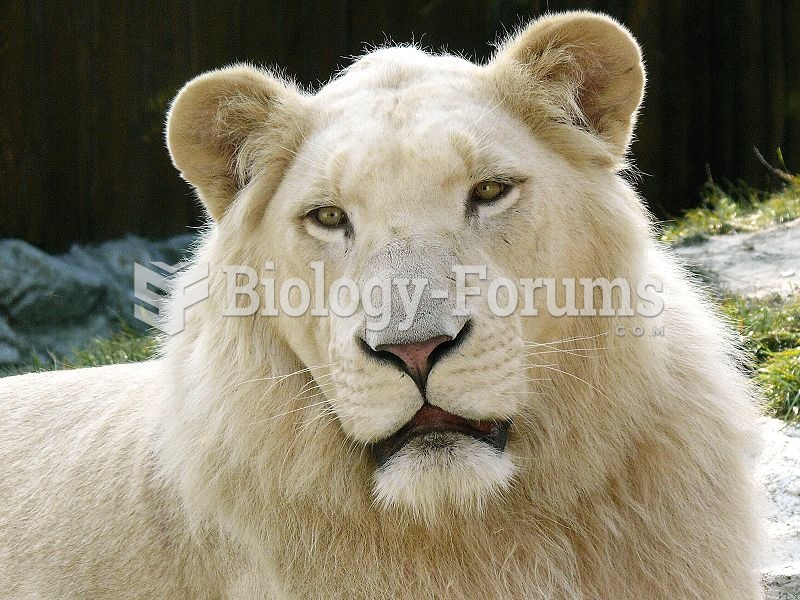 White Lion - Bratislava Zoo, Slovakia.