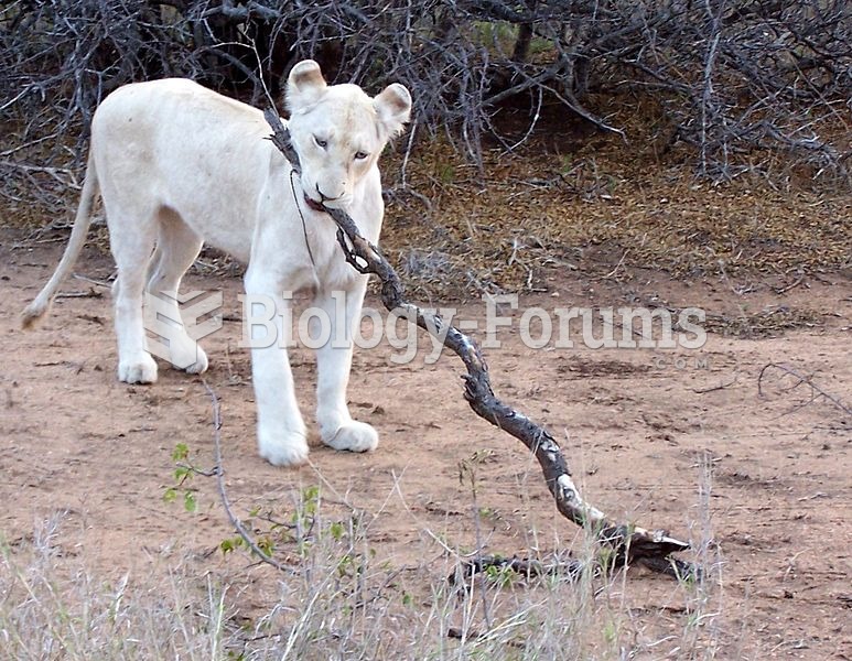 Adolescent white lion in Kruger National Park, South Africa.