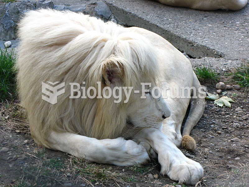 White lion in Belgrade Zoo, Serbia.