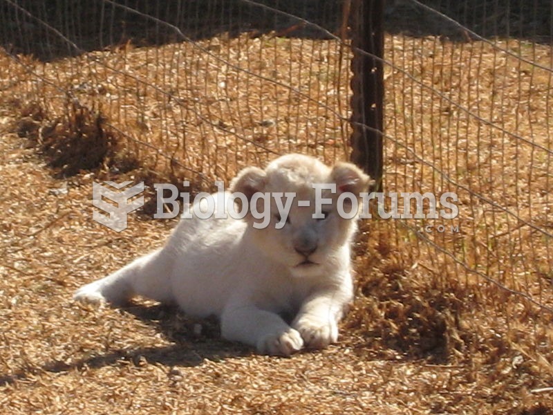 White Lion cub at Kromdraai, South Africa