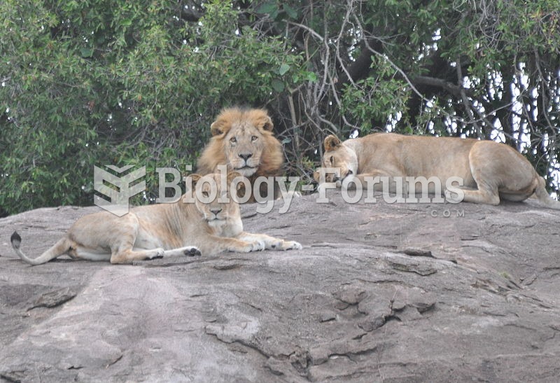 Two lionesses and a mature male of a pride, northern Serengeti