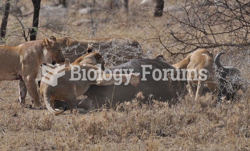 Four lions take down a cape buffalo in the central Serengeti, Tanzania
