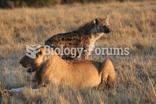 Subadult male lion and spotted hyena in the Masai Mara