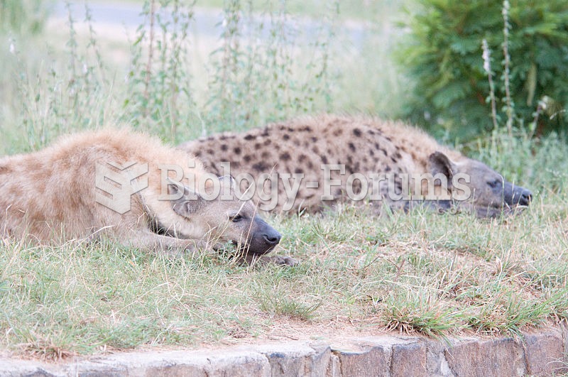 A pair of spotted hyenas at White River, Mpumalanga