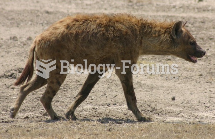 Spotted hyena walking in profile