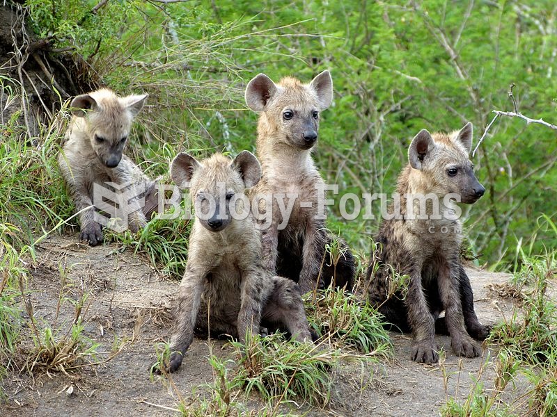 Spotted hyena cubs in Limpopo, South Africa.