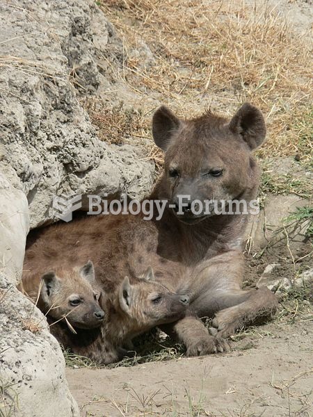 Spotted hyena and two cubs in their den, Ngorongoro Crater, Tanzania