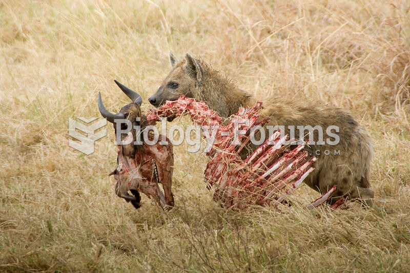 Spotted hyena with a wildebeest skeleton in Karatu, Arusha, Tanzania