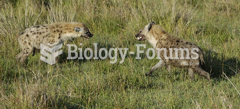 Spotted hyenas interacting aggressively in the Masai Mara