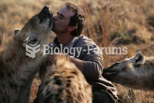 South African zoologist Kevin Richardson with captive spotted hyenas